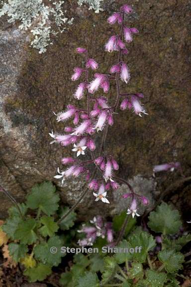 heuchera hirsutissima 4 graphic